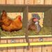 Pourquoi les poules font leur besoin dans le pondoir ?