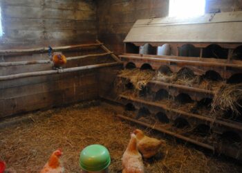 Pourquoi les poules font leur besoin dans le pondoir ?