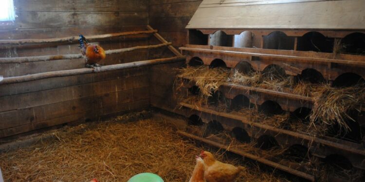 Pourquoi les poules font leur besoin dans le pondoir ?