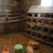 Pourquoi les poules font leur besoin dans le pondoir ?