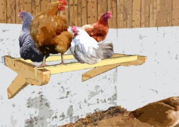 Pourquoi les poules ne dorment pas sur le perchoir ?