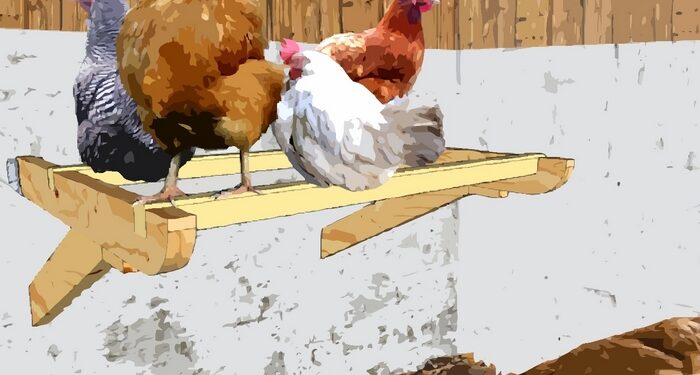 Pourquoi les poules ne dorment pas sur le perchoir ?