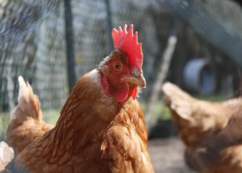 Pourquoi les poules ne pondent plus ?