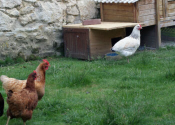 Pourquoi les poules ne rentrent pas dans le poulailler ?