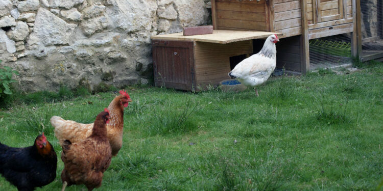 Pourquoi les poules ne rentrent pas dans le poulailler ?