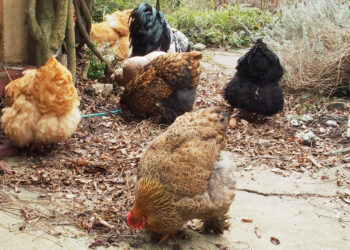 Pourquoi les poules ne sont plus carnivores ?