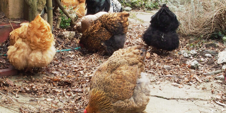 Pourquoi les poules ne sont plus carnivores ?