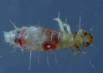 Pourquoi les poules ont des poux ?