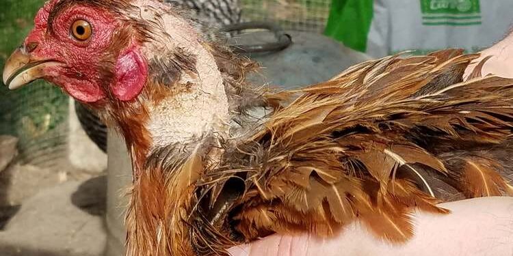 Pourquoi les poules ont la gale ?