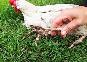 Pourquoi les poules ont mal aux pattes ?