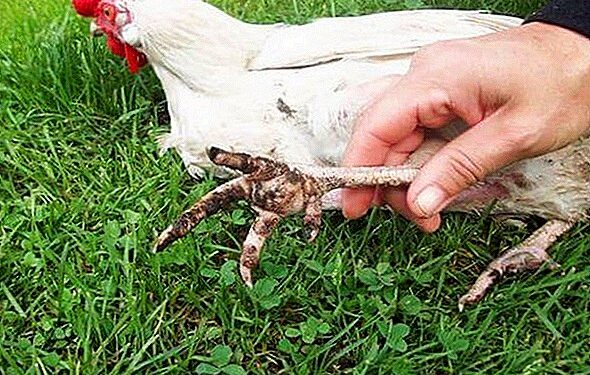 Pourquoi les poules ont mal aux pattes ?