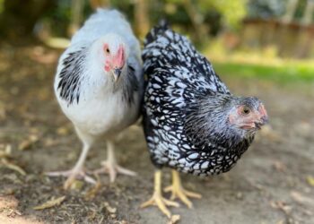 Pourquoi les poules ont mal aux pattes ?