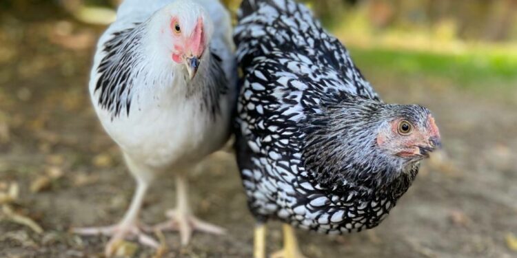Pourquoi les poules ont mal aux pattes ?