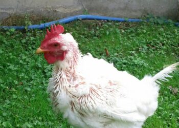 Pourquoi les poules se Deplument ?