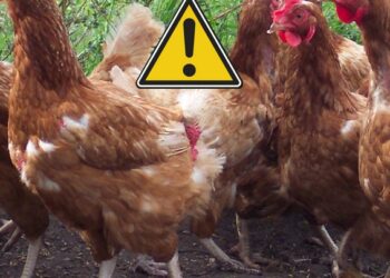 Pourquoi les poules se Deplument elles ?