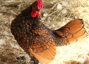 Pourquoi les poules se Deplument elles ?