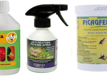 Pourquoi les poules se piquent les pieds ?