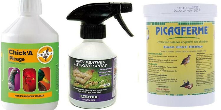 Pourquoi les poules se piquent les pieds ?