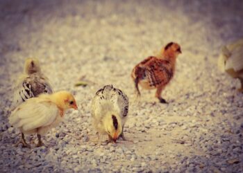 Pourquoi les poules tuent les poussins ?