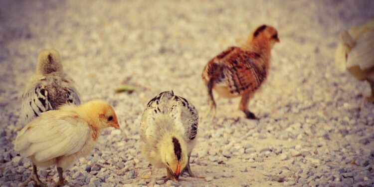 Pourquoi les poules tuent les poussins ?