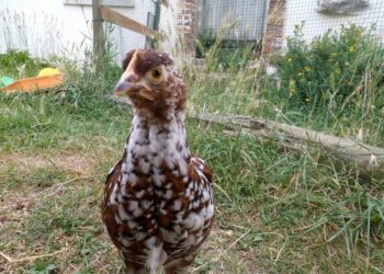 Pourquoi les poussins piaillent tout le temps ?