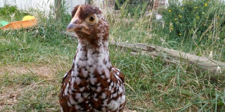 Pourquoi les poussins piaillent tout le temps ?