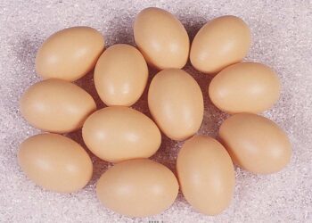 Pourquoi les poussins sont morts dans l'œuf ?