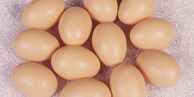 Pourquoi les poussins sont morts dans l'œuf ?