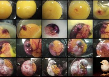 Pourquoi les poussins sont morts dans l'œuf ?