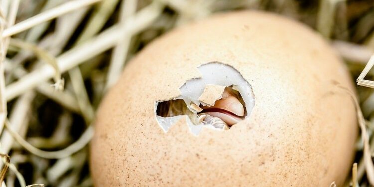 Pourquoi les poussins sont morts dans l'œuf ?