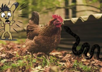 Pourquoi les serpents ont peur des poules ?