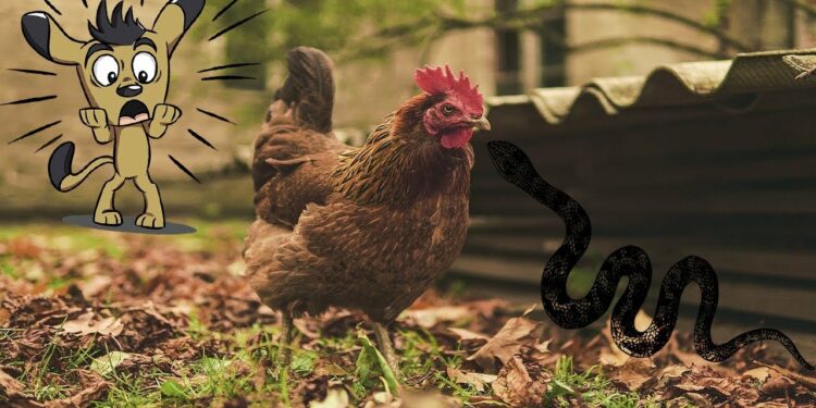 Pourquoi les serpents ont peur des poules ?