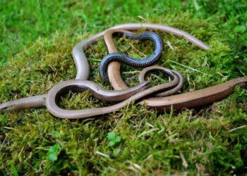 Pourquoi les serpents s'enroulent entre eux ?