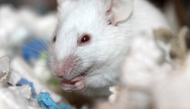 Pourquoi les souris grattent les murs ?