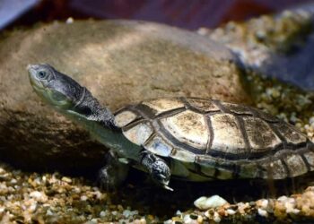 Pourquoi les tortues mangent des cailloux ?