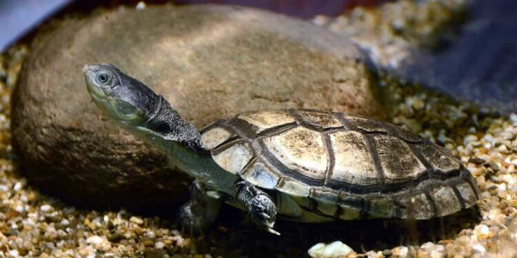 Pourquoi les tortues mangent des cailloux ?