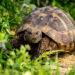 Pourquoi les tortues sont interdites ?