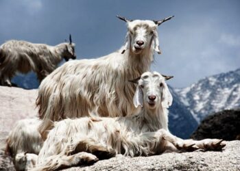 Pourquoi les végans ne portent pas de laine ?