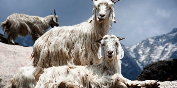 Pourquoi les végans ne portent pas de laine ?