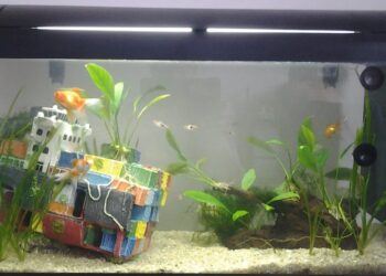 Pourquoi les vitres de mon aquarium sont vertes ?