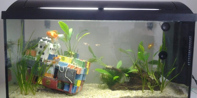 Pourquoi les vitres de mon aquarium sont vertes ?