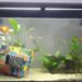 Pourquoi les vitres de mon aquarium sont vertes ?