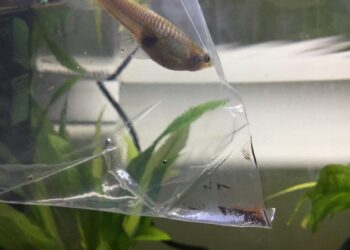 Pourquoi ma femelle guppy reste au fond de l'eau ?