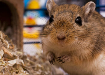 Pourquoi ma gerbille couine quand je la caresse ?