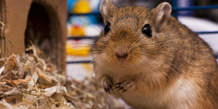 Pourquoi ma gerbille couine quand je la caresse ?