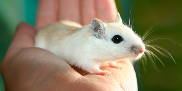 Pourquoi ma gerbille me mord elle ?