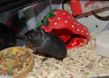 Pourquoi ma gerbille ne bouge plus ?