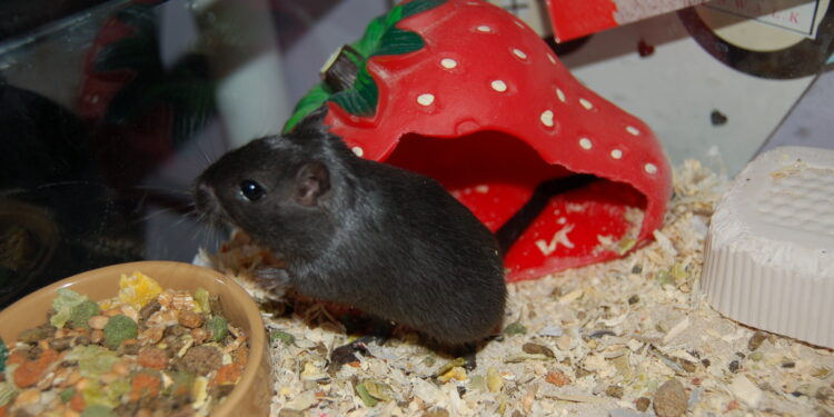 Pourquoi ma gerbille ne bouge plus ?