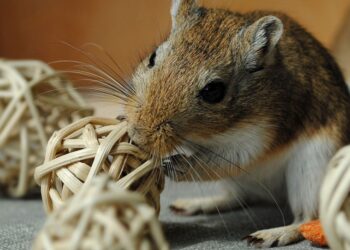 Pourquoi ma gerbille tourne en rond ?