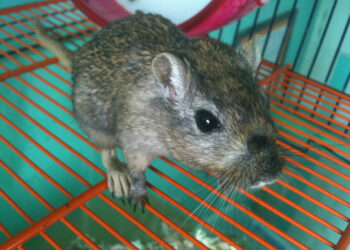 Pourquoi ma gerbille tourne en rond ?